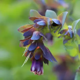 セリンセの写真