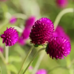 センニチコウの写真