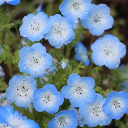 ネモフィラの写真