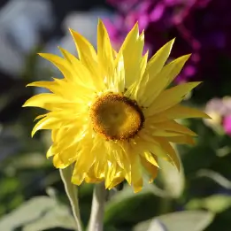 ヘリクリサムの写真