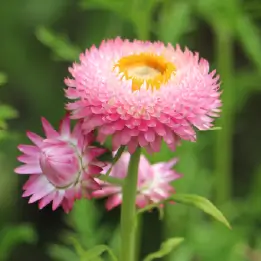 ムギワラギクの写真