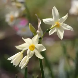 スイセンの写真