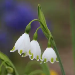 スノードロップの写真