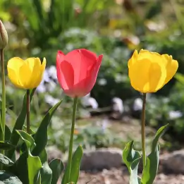 チューリップの写真