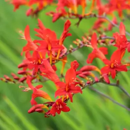 ヒメヒオウギズイセンの写真