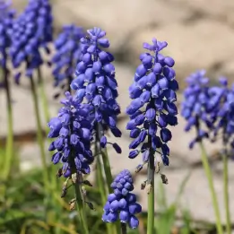 ムスカリの写真