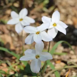 ハナニラの写真