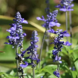 サルビアの写真