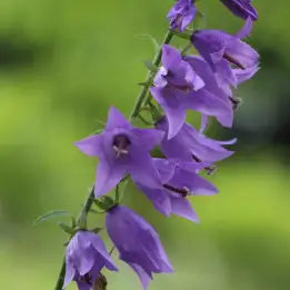 ハタザオギキョウの写真