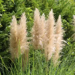 パンパスグラスの写真