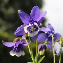 オダマキの写真