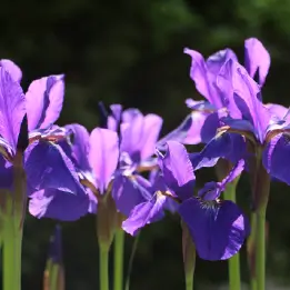 カンザキアヤメの写真