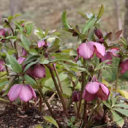 クリスマスローズの写真