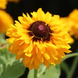 ルドベキアの写真