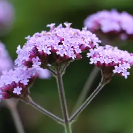 サンジャクバーベナの写真