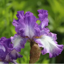 ジャーマンアイリスの写真