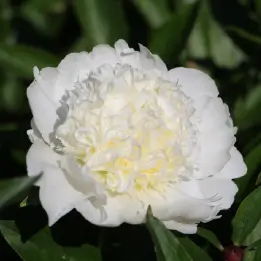 シャクヤクの写真