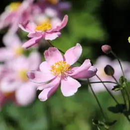 シュウメイギクの写真