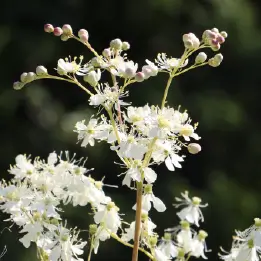 セイヨウナツユキソウの写真