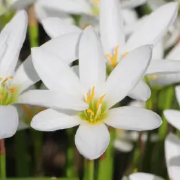 ゼフィランサスの写真