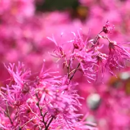 トキワマンサクの写真