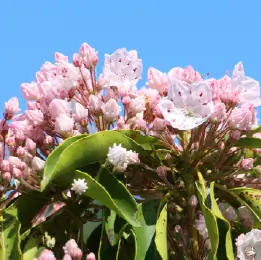 カルミアの写真