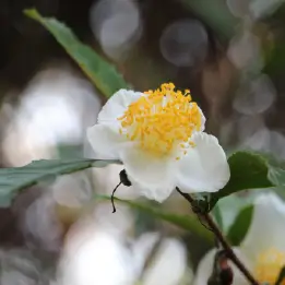 チャノキの写真