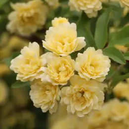 モッコウバラの写真