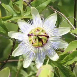 トケイソウの写真