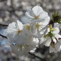 タイハクザクラの写真