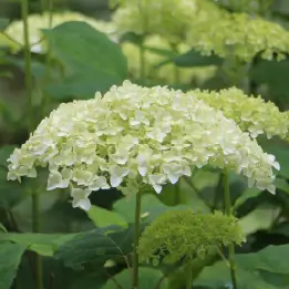 アナベルの写真