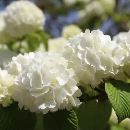 オオデマリの写真