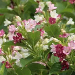 ハコネウツギの写真