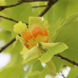 ユリノキの写真