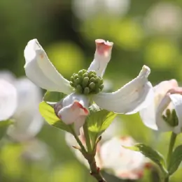 ハナミズキの写真