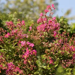 サルスベリの写真