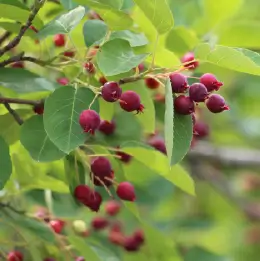 ジュンベリーの写真