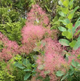 スモークツリーの写真