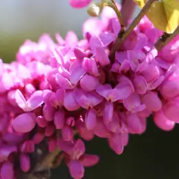 ハナズオウの写真