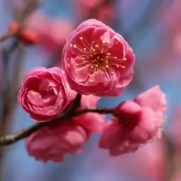 ヨウキヒの写真