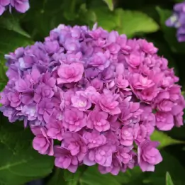 アジサイの写真