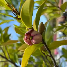 カラタネオガタマの写真