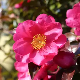 サザンカの写真