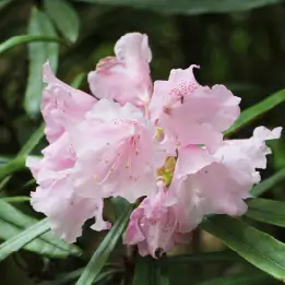 シャクナゲの写真