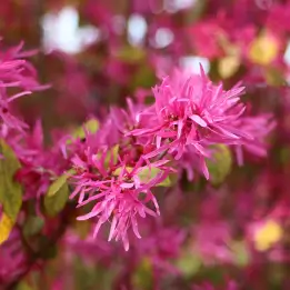 トキワマンサクの写真