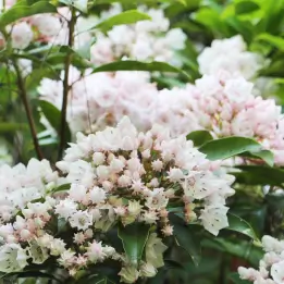 カルミアの写真