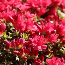 クルメツツジの写真