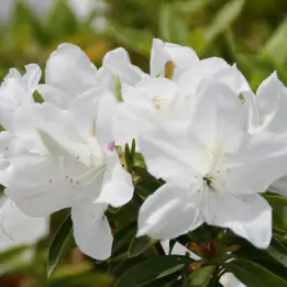 ヒラドツツジの写真