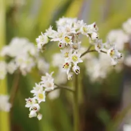 イワヤツデの写真