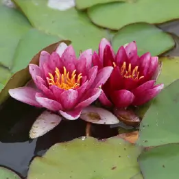 スイレンの写真